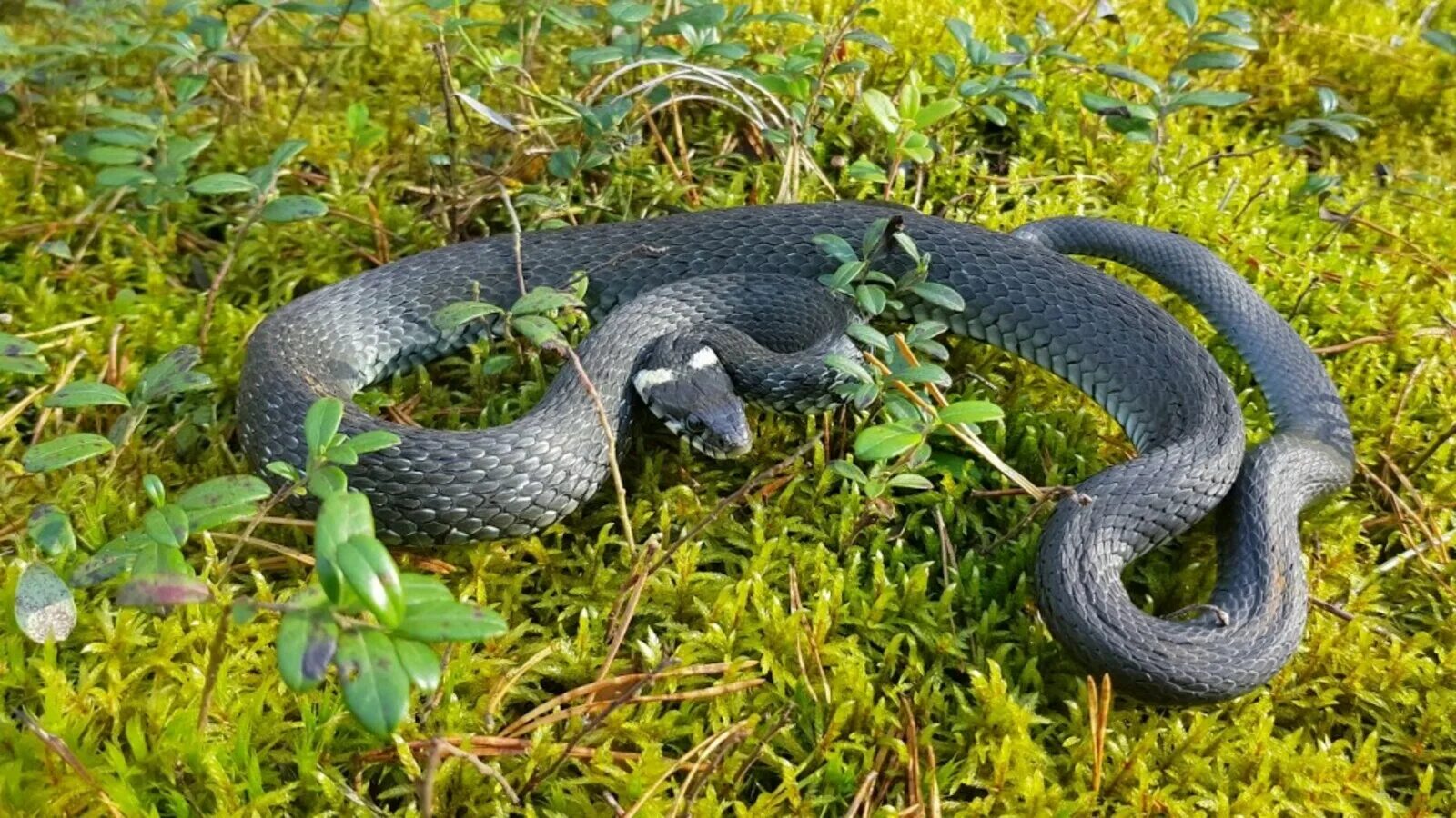 Змея гадюка в лесу. Гадюка обыкновенная в лесу. Обыкновенная медянка. Гадюка лотиева. Змея живет в лесу.