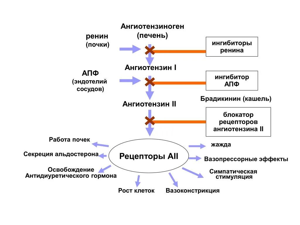 Ингибиторы апф схема действия. Апф 1 и апф 2. Иапф рецепторы. Блокаторы ренин ангиотензин. Ангиотензин 1 превращается в ангиотензин 2.