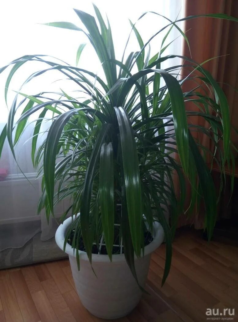 Панданус винтовая пальма. Пальма винтовая панданус вейча. Панданус винтовая пальма. Панданус сандера винтовая пальма. Панданус винтовая пальма.