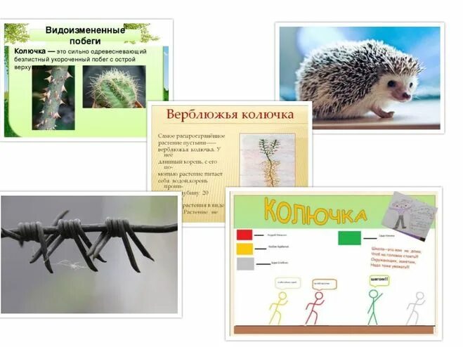 Колючий составить предложение. Предложение про колючку. предложение со словом колючий. загадка про колючку. журнал колючка.