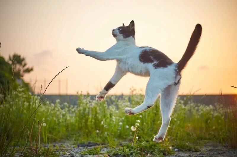 Кунг фу кот. Кунг фу кошка. кот охотник. позитивный кот. фу природа кот.