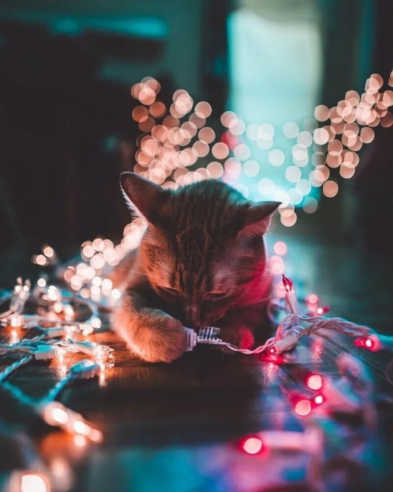 Новогодние аватарки с котиками милые