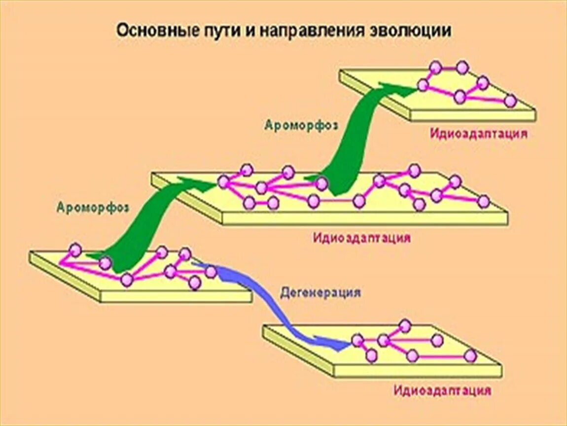 Направления эволюции ароморфоз идиоадаптация. Пути и направления эволюции Северцов. Основные пути эволюционного процесса ароморфоз. Основные направления и путь эволюции биология.