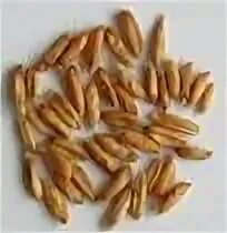 Овес посевной зерновка. Плод ржи зерновка. Плод ржи зерновка. Рожь характеристика растения. Плод ржи зерновка.