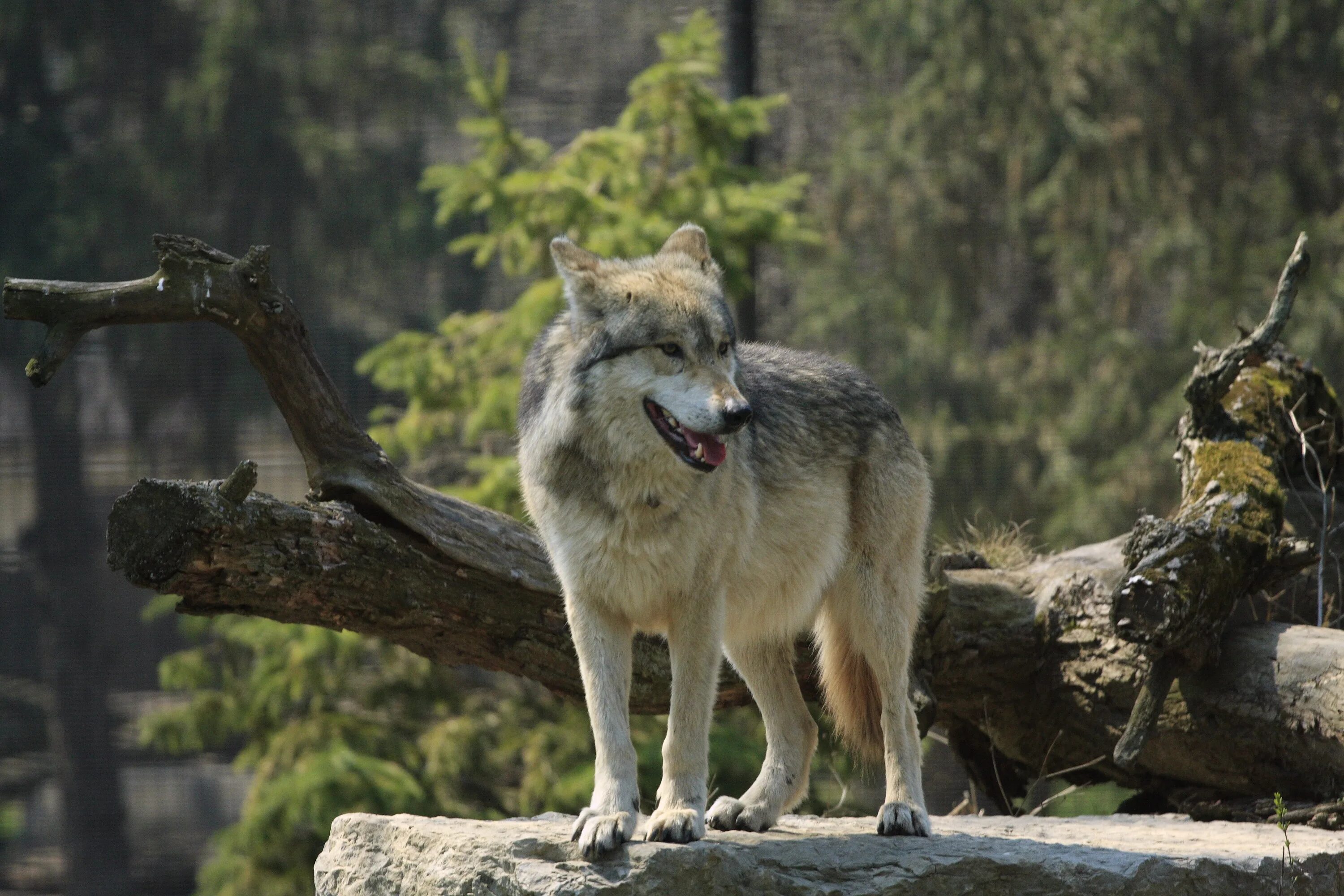 Лапландский заповедник волк. «Серый волк» (Сары Буре). Волк серый. Волк в тайге. Водятся ли волки