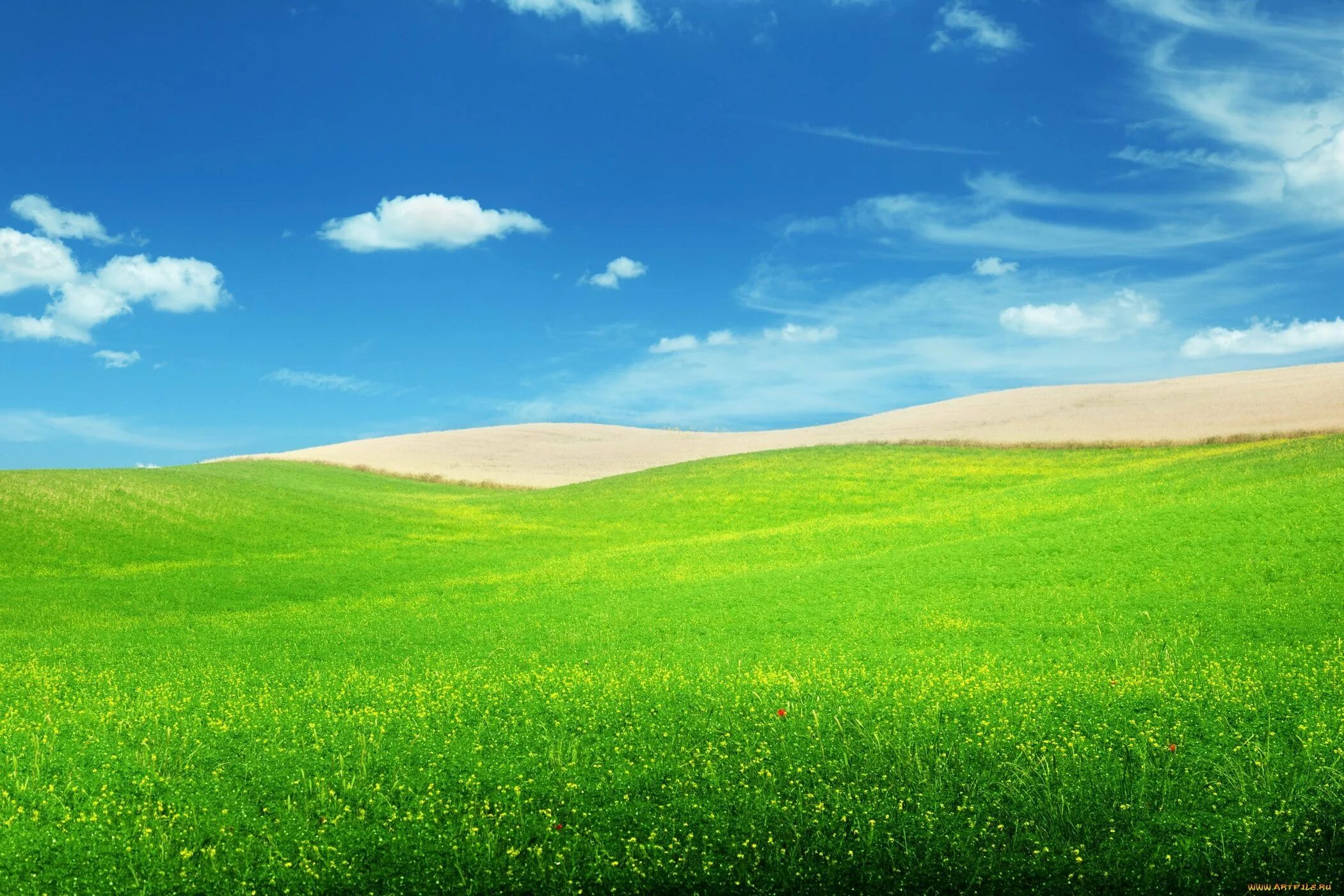 Зеленый луг купить. Трава и небо. Зеленые Луга. Зеленое поле. Природа поле.