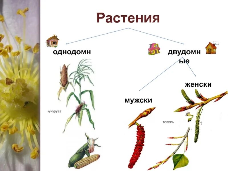 Двудомными называют растения у которых развиваются цветки. Однодомные и двудомные растения. Однодомные и двудомные растения схема. Однодомные и двудомные цветки. Однодомные и двудомные растения биология 6.