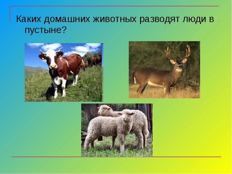 Люди которые разводят животных. Каких домашних животных разводят люди в пустыне. каких домашних животных разводят в пустыне. каких домашних животных разводит человек. каких животных разводят.