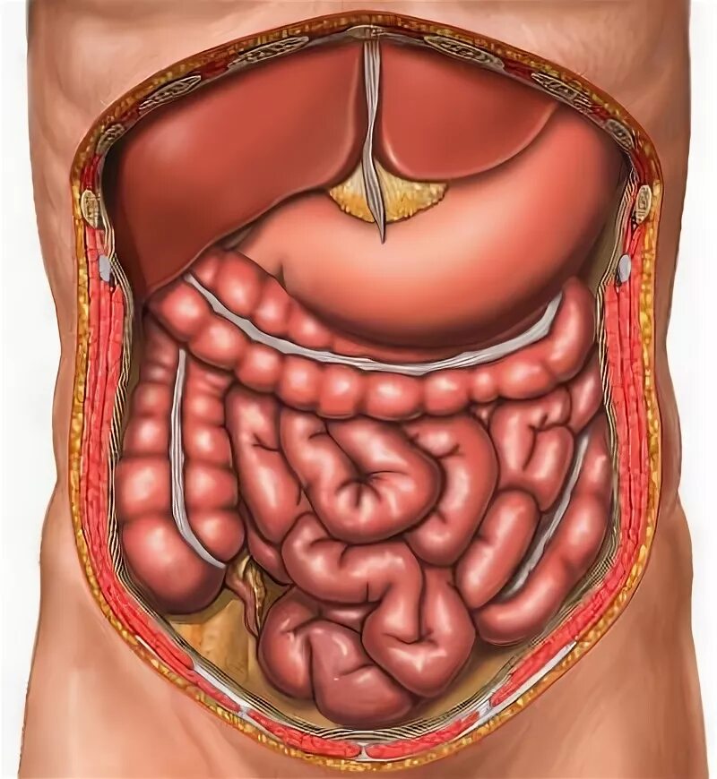 Органы брюшной полости человека. Анатомия брюшной полости человека. Анатомия человека брюшная полость женщины. Органы брюшной полости лечение