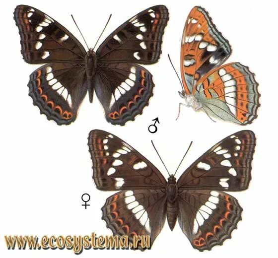 Ленточник Тополёвый - Limenitis Populi. Ленточник Тополевый бабочка. Тип окраски ленточника бабочки. Ленточник Тополёвый ареал обитания.