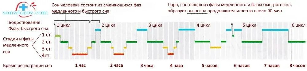 Фазы пробуждения. Сон циклы фазы и стадии. Фазы сна норма. График фаз сна нормального человека. Фазы сна младенца по времени.