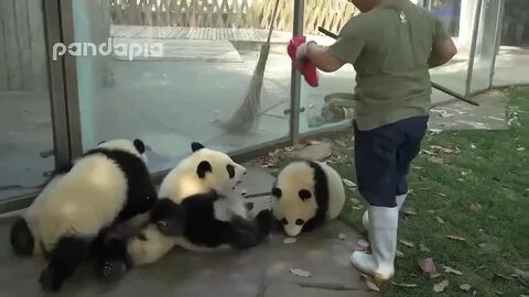 Панда видео последние
