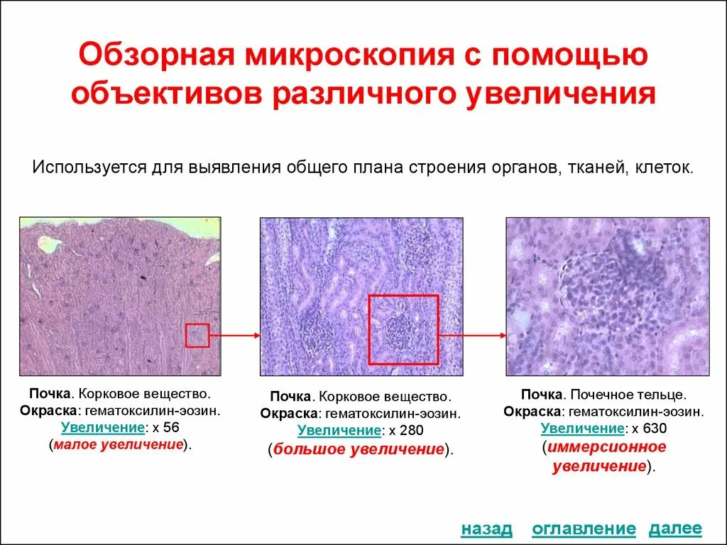 Проводка гистология
