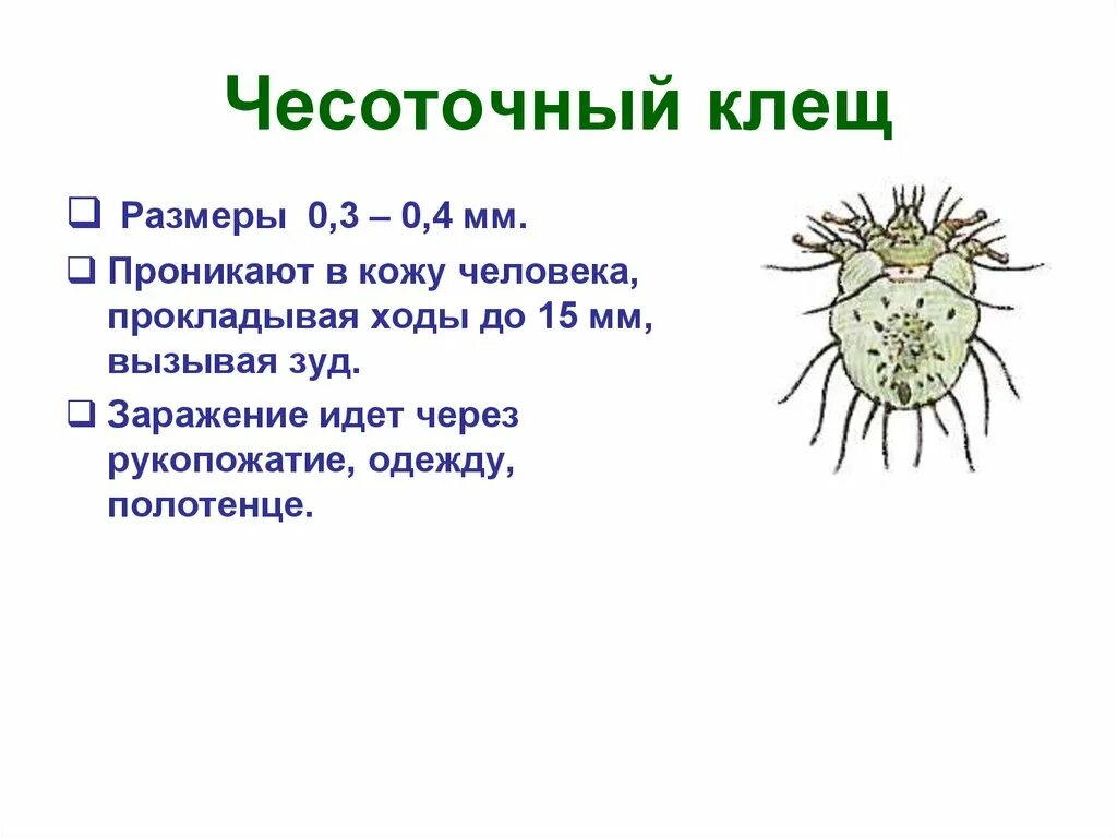 Сколько живет чесоточный. Чесоточный клещ биология 7 класс. Чесоточный клещ размер. Клещи чесоточный зудень.