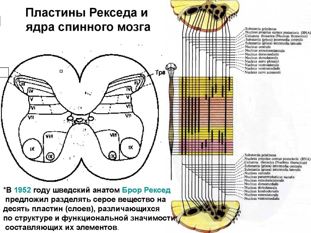 Пластина мозга. Пластины Рекседа и ядра спинного мозга. Пластинки серого вещества спинного мозга. Классификация зон серого вещества спинного мозга по Рекседу.. Пластины Рекседа гистология.