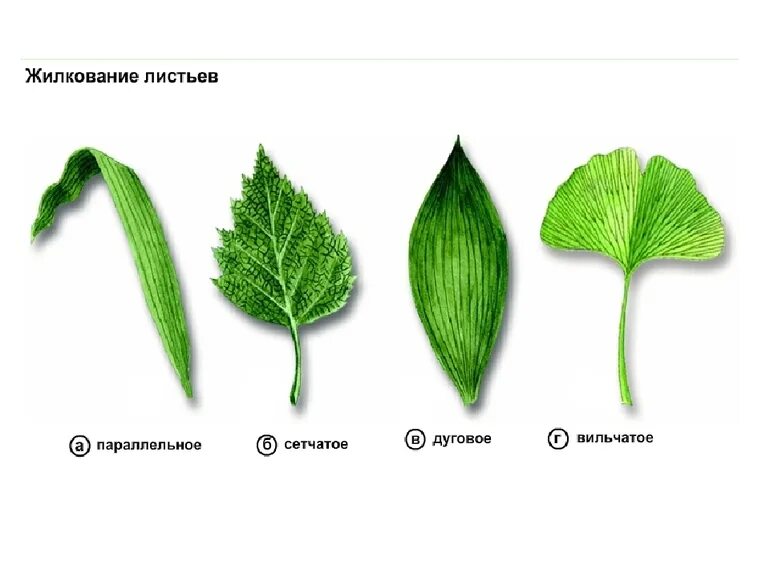 Сетчаток листа