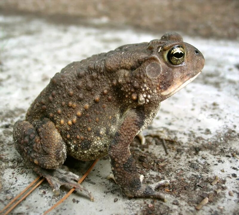 Название жаб. Изменчивая квакша. Чесночница обыкновенная. Лягушка с большими глазами. Названия жаб.