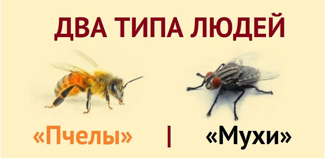 Паук и пчела басня. Муха и пчела басня. басня про муху и пчелу. две мухи басня.