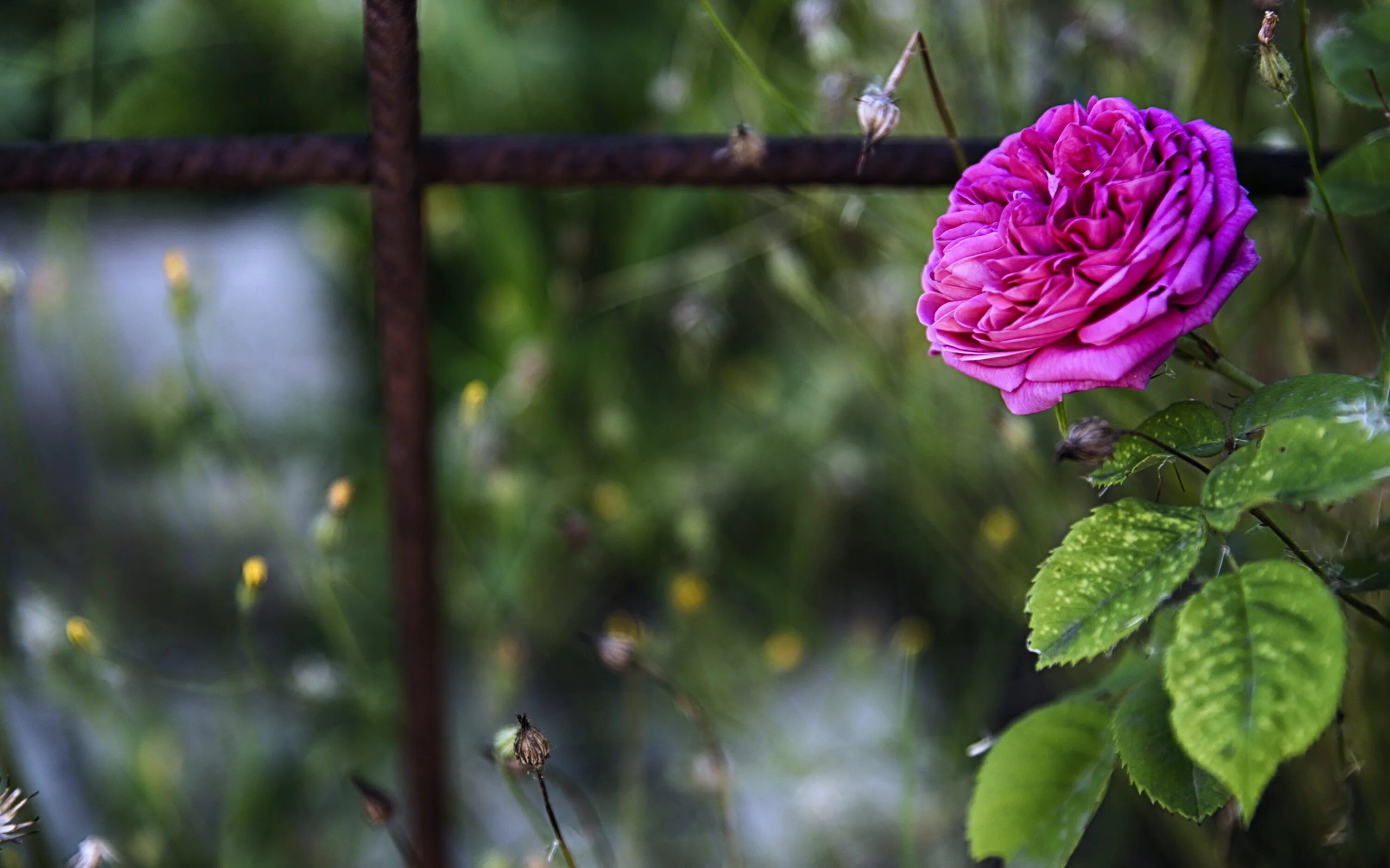 Лучшие розы земли. Розы в природе. Фиолетовые розы в саду. Цветущие розы в саду.