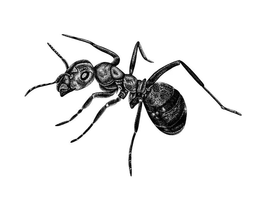 Ant ink. Насекомые арт. бог черный муравей. bullet ant рисунок. ant drawing.