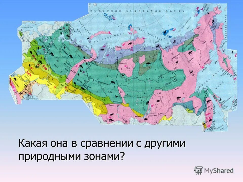 Любые зоны. Тундра на карте природных зон. Где расположена зона тундры. Где расположена зона лесов относительно тундры. Тундра на карте России природных зон.