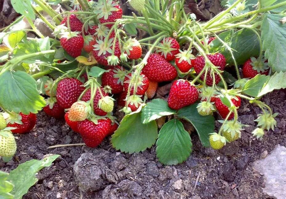 Клубника сорт марана. Земляника садовая черри берри. Земляника ремонтантная королева елизавета. Лучшие сорта земляники. Земляника ремонтантная холидей.