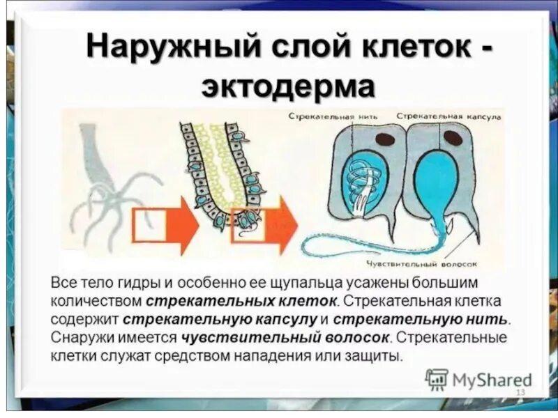 Стрекательные клетки находятся у гидры в. Строение стрекательной клетки. Стрекательные клетки кишечнополостных. Стрекательные клетки гидры. Стрекательные клетки эктодермы.