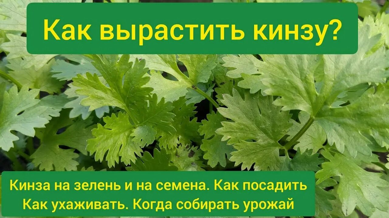 Можно ли сажать кинзу. Кинза выращивание. Как растет кинза. Как посадить кориандр. Как сажать кинзу.