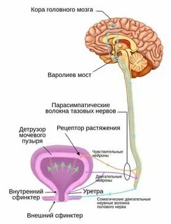 Мочевой пузырь какая нервная система