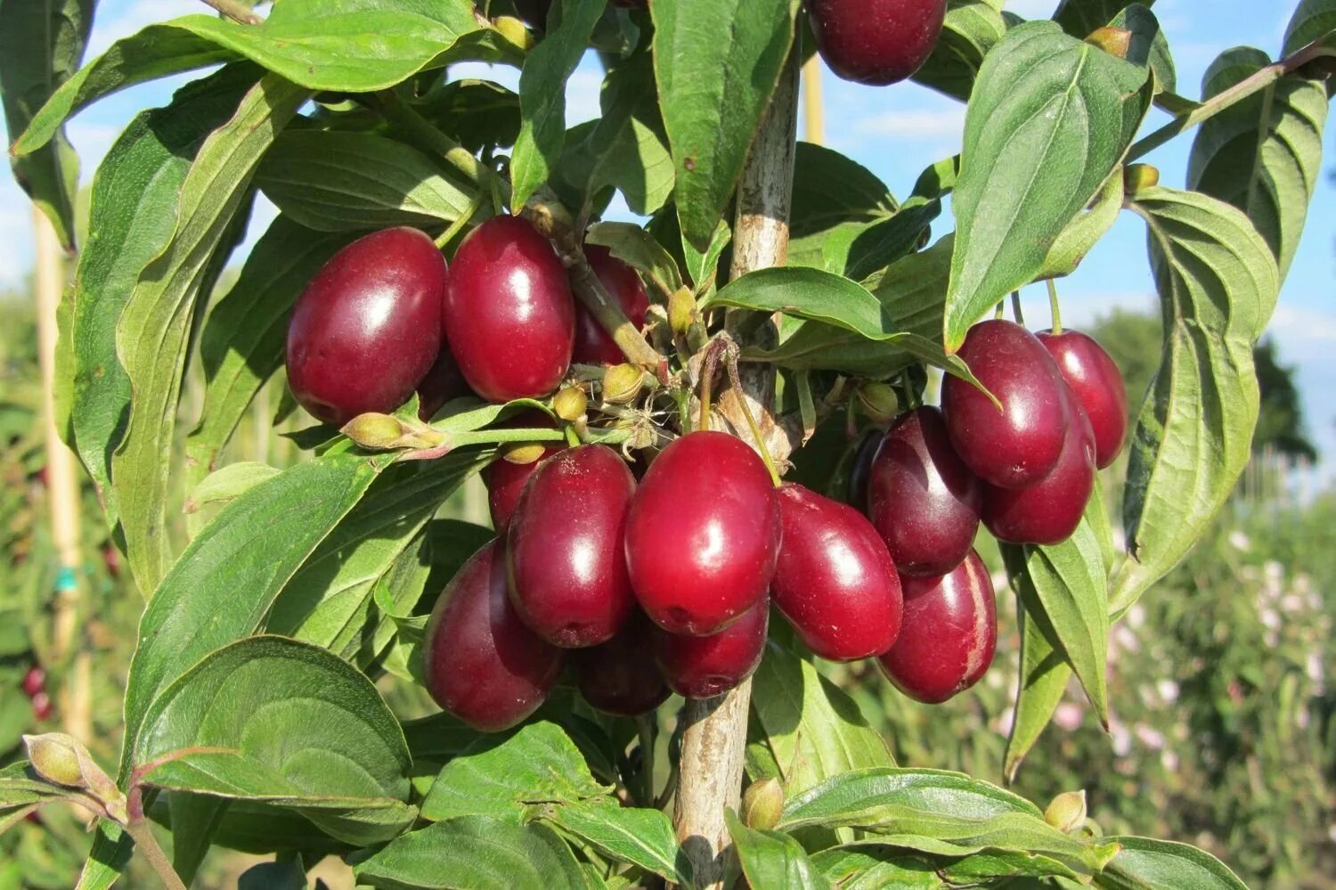 Кизил шарбат турк. Кизил куст с ягодами. Кизил шарбат турк. Ямайский кизил. Кизил волгоградский.