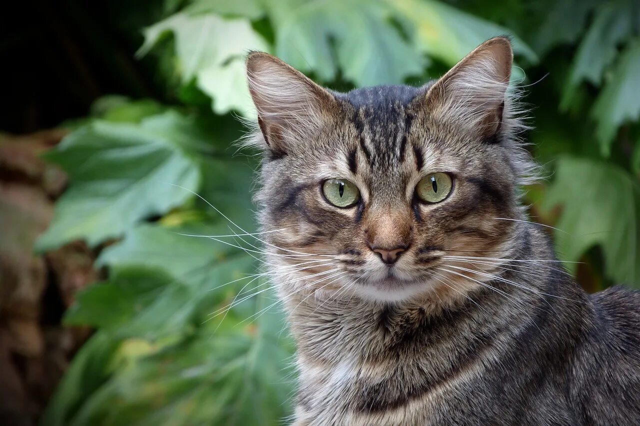 Кошка кошачий. Порода Felis catus. Кошка серая. Серая полосатая кошка. Серая кошка с зелеными глазами.