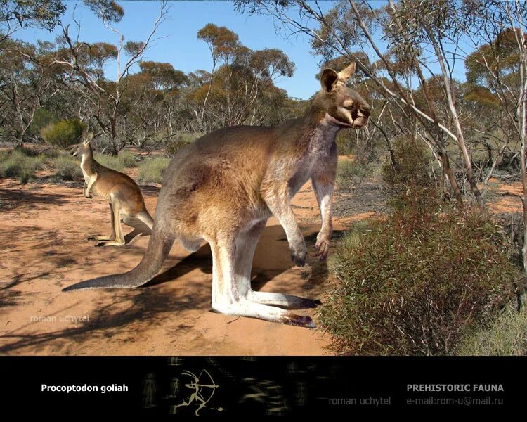 Одним из самых известных потомков современных кенгуру. Лучшие симулятор кенгуру. Одним из самых известных потомков современных кенгуру. Семья кенгуру. Одним из самых известных потомков современных кенгуру.