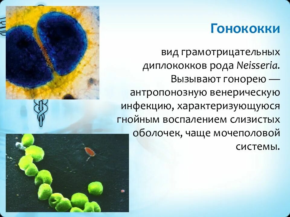 Диплококки что означает. Диплококки вызывают заболевания. диплококки патогенность. диплококки патогенность для человека. грамотрицательные диплококки гонорея.