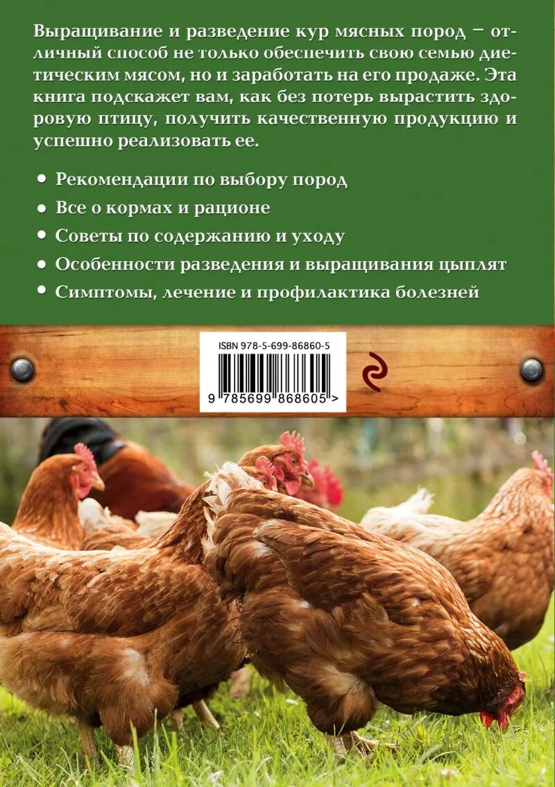 Куры несушки какая порода лучше. Породы куриц несушек куры яичных пород. Порода курей несушек с названием. Название домашних кур несушек. Характеристика пород кур.