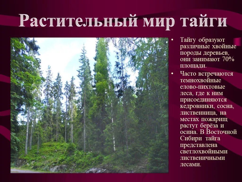 Тайга география 7 класс. Растительныймирт тпйги. Растительный мир тайги в России. Зона тайги растительность. Характеристика растительности тайги.