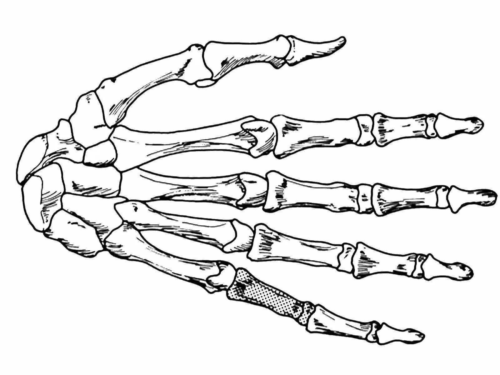 Кисть скелета сбоку. Кисть руки скелет. Рука скелета сбоку рисунок. Кисть руки скелет анатомия. Скелет запястья человека