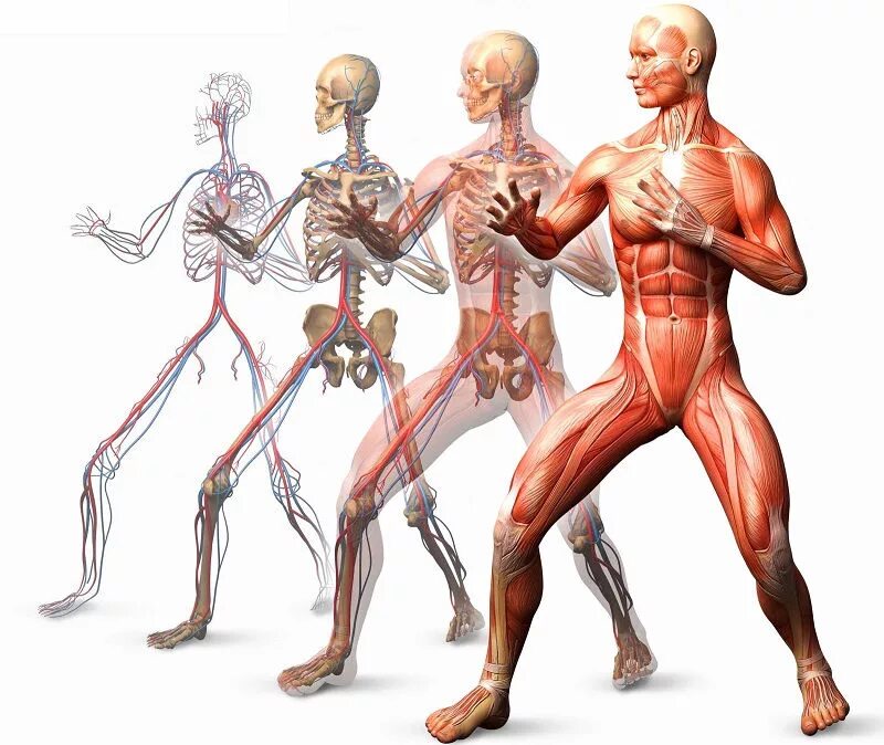 Опорно двигательный аппарат. Биомеханика человека. Биомеханика мышц человека. Физиология тела. Анатомические движения.