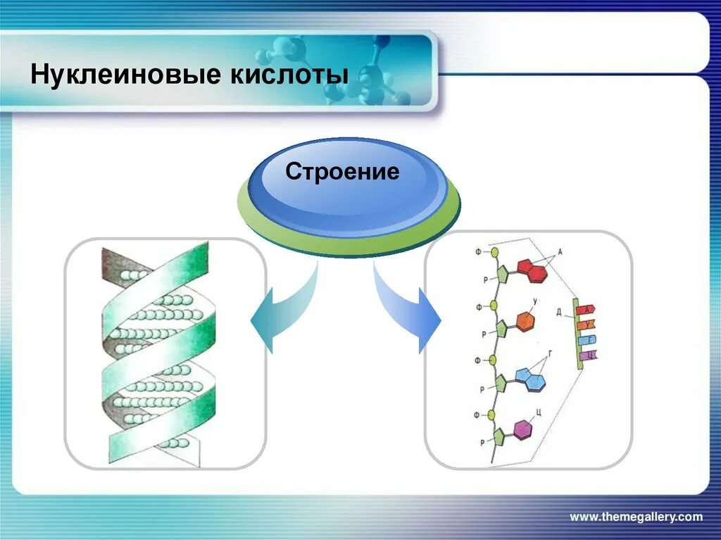 Виды молекул нуклеиновой кислоты днк. Строение нуклеиновых кислот биология 10 класс. Нуклеиновые кислоты презентация. Строение нуклеиновых кислот биология. Нуклеиновые кислоты изображение.