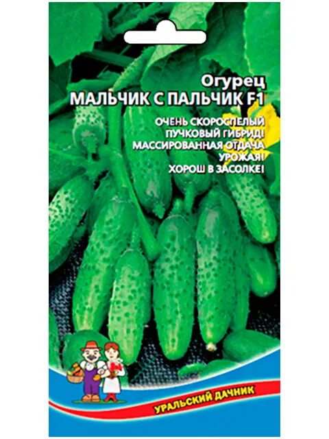 Огурцы пальчики отзывы фото. Огурец мальчик с пальчик f1. Семена огурцов мальчик с пальчик. Огурец пальчик семена Алтая. Мальчик с огурцом.