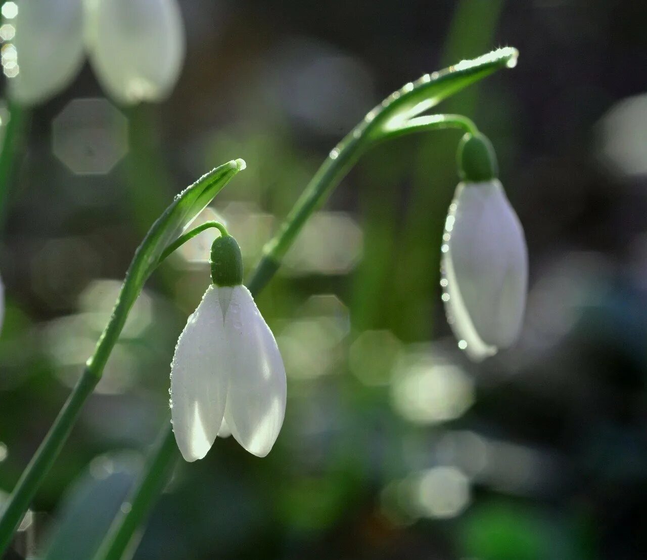 таганай подснежники. подснежник плосколистный. подснежник снежный. подснежник галантус. подснежник узколистный.