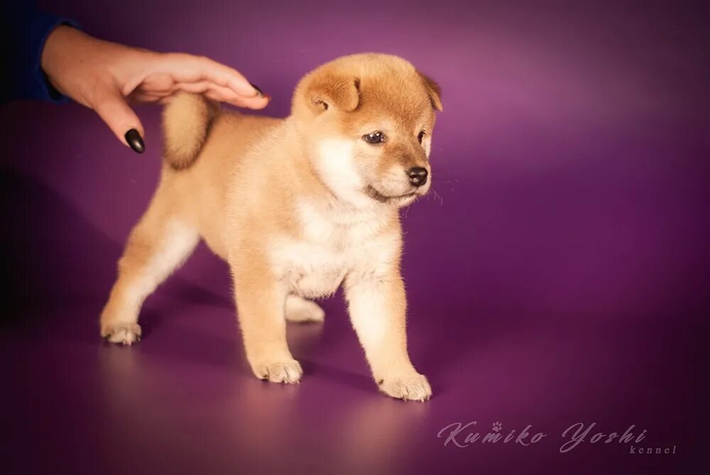 клички для собак мальчиков сиба ину. имя для собаки мальчика акита ину. сиба ину. клички для собак мальчиков сиба ину. японские собаки породы сиба-ину и акита ину.