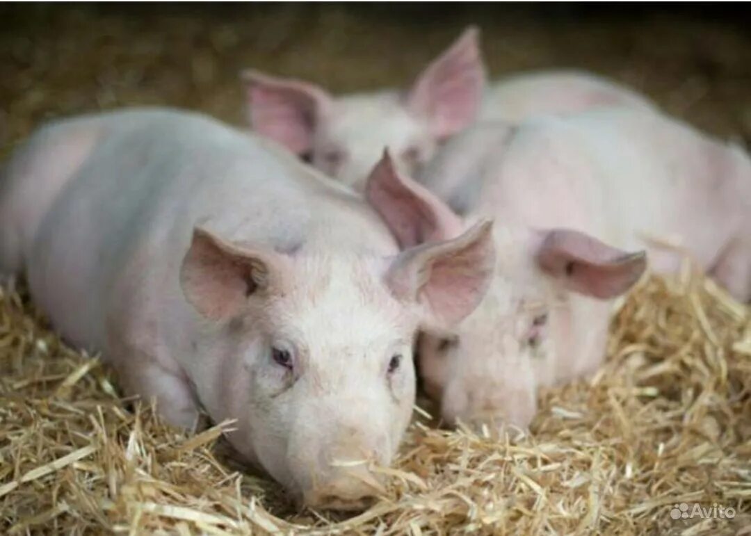 минипиг пятнистый. маленькие белые поросята. мини пигги свинка. милые поросята. свиньи большие и маленькие.