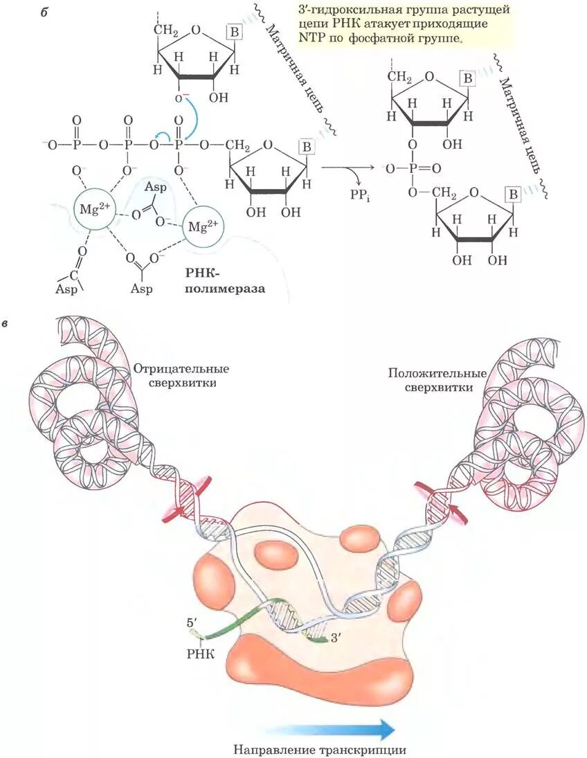 РНК полимераза реакция. Строение РНК полимеразы биохимия. РНК-полимеразой (рис. 1.10).. Механизм действия РНК полимеразы.
