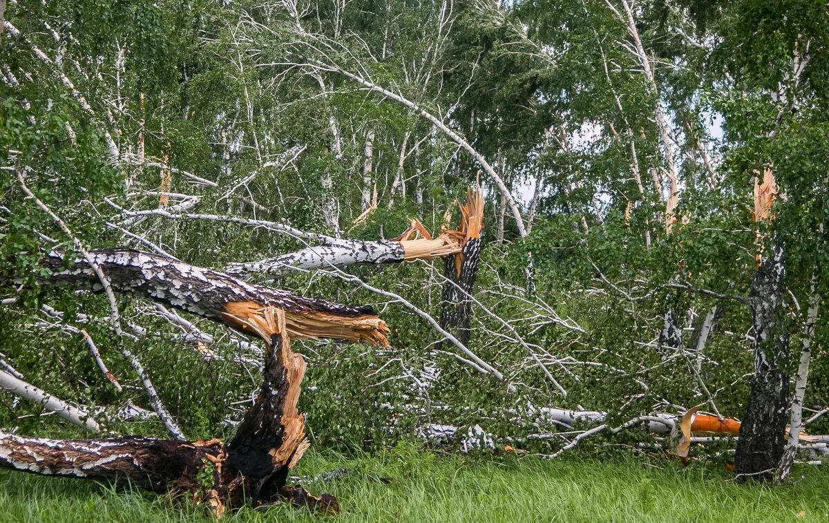Сломанное дерево. Сломанное дерево. Обломанное дерево. Сломанный ствол дерева. Сломанное дерево.