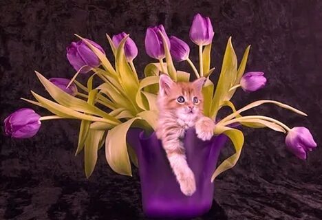 Кошку марту