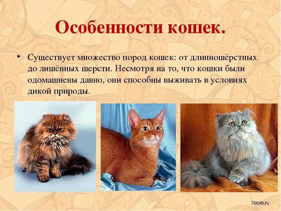 Особенности кошек. Презентация про кошек. Проект породы кошек. Характеристика кошки.