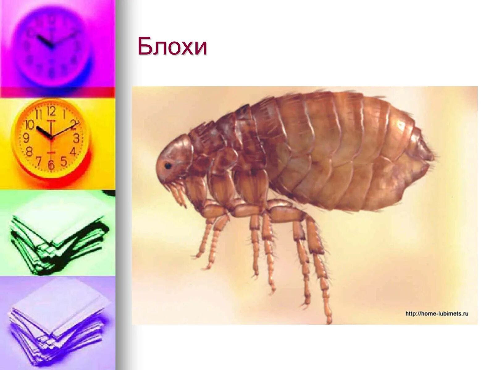 Пищевые блошки. Отряд блохи. Блохи представители.