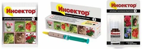 Инсектор