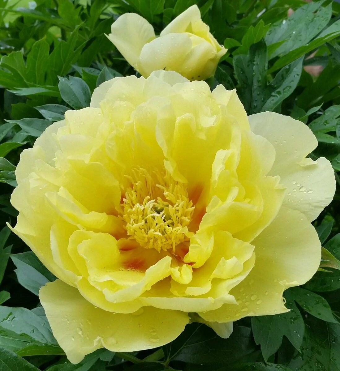 Пион ито bartzella. Пион травянистый желтый. Пион желтый йеллоу краун. Пион бартзелла куст. Пион ито йеллоу краун.