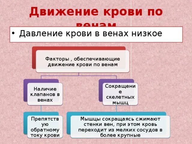 Движение крови по венам. Факторы обеспечивающие движение крови по венам. Причины движения крови по венам. Движение крови в венах физиология. Направление крови в венах